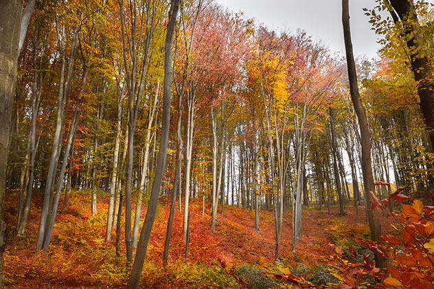 Paisaje de Codrii, Moldavia © Ungureanu Alex-Mihail / Shutterstock